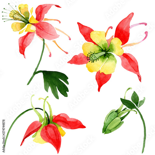 Red aquilegia floral botanical flowers. Watercolor background illustration set. Isolated aquilegia illustration element. © yanushkov