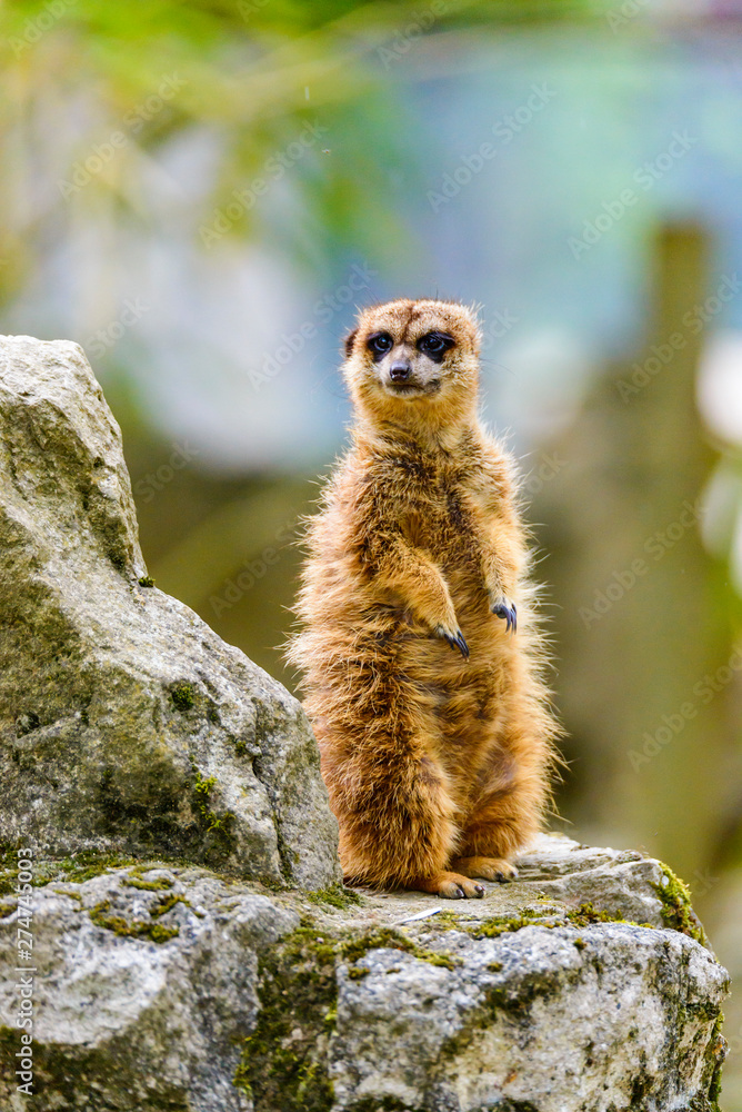 Fototapeta premium Suricate