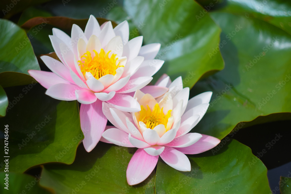Pink water lily in pond. Two beautiful lotus flower