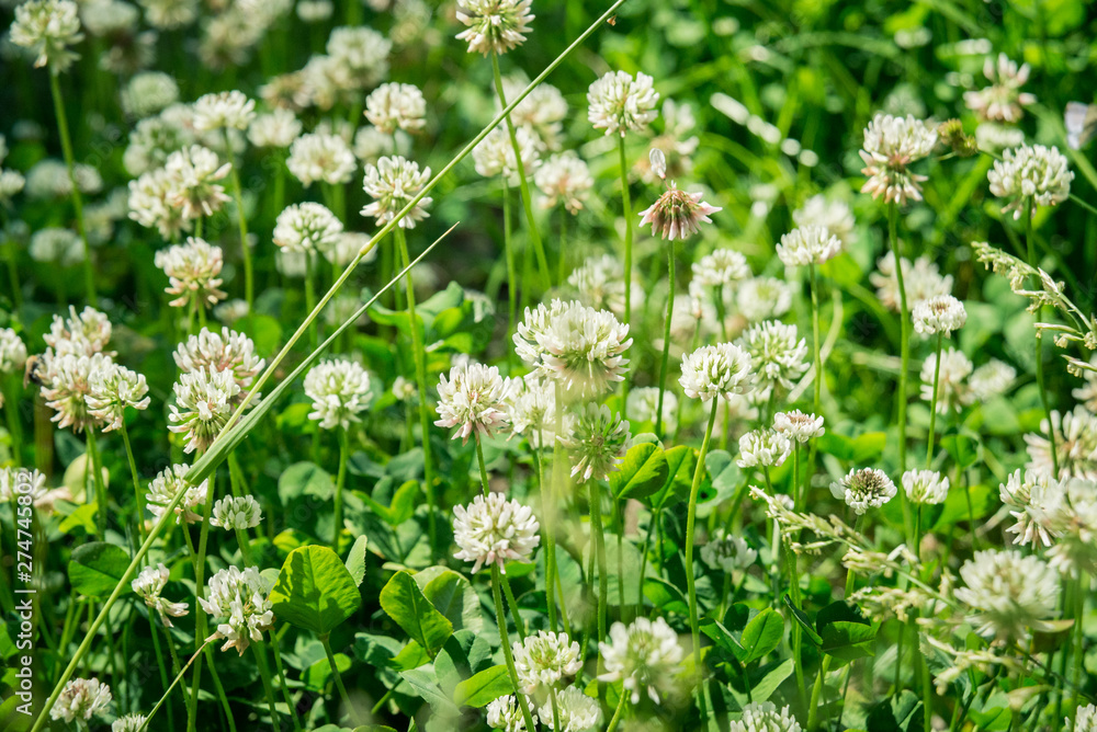 Macro photo nature field blooming red clover flower. Background texture green clover with pink flowers. An image of a field of flowering clover. Macro photo nature field blooming red clover flower. Background texture green clover with pink flowers. An image of a field of flowering clover.