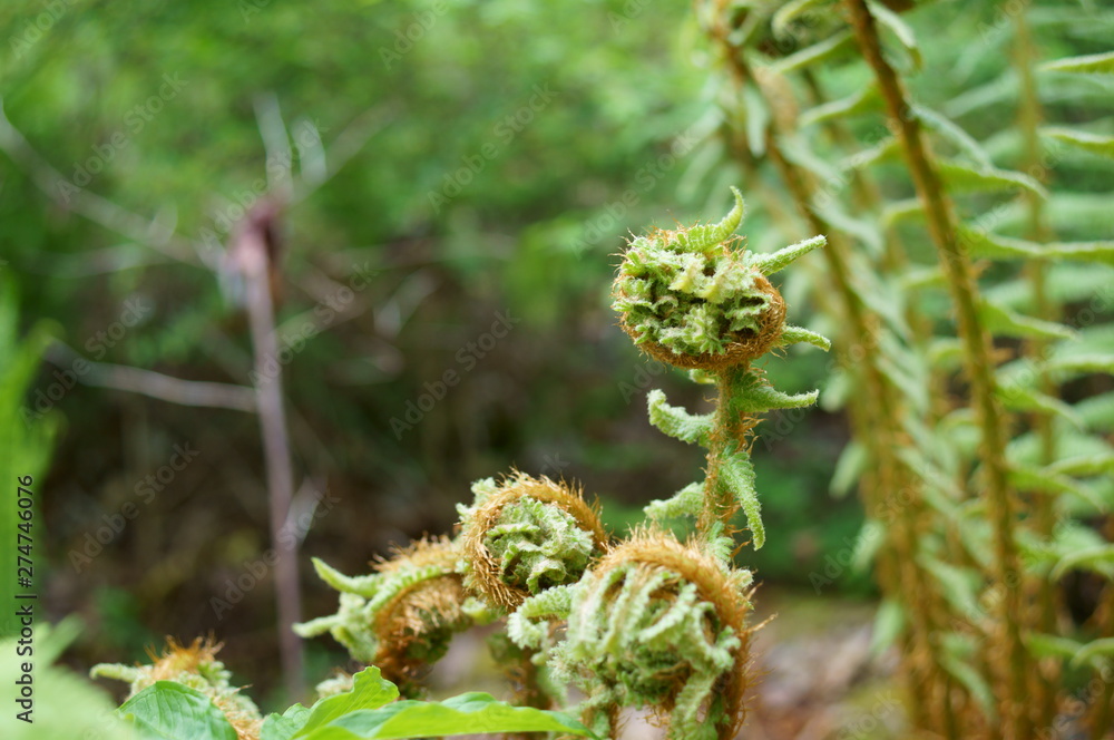 Fresh green Fern plant spring Mountain Fresh green Fern plant spring Mountain