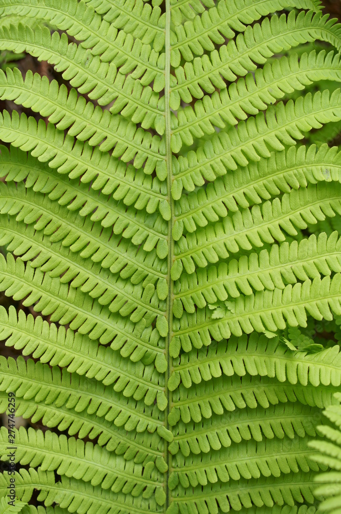 Fresh green Fern plant spring Mountain Fresh green Fern plant spring Mountain