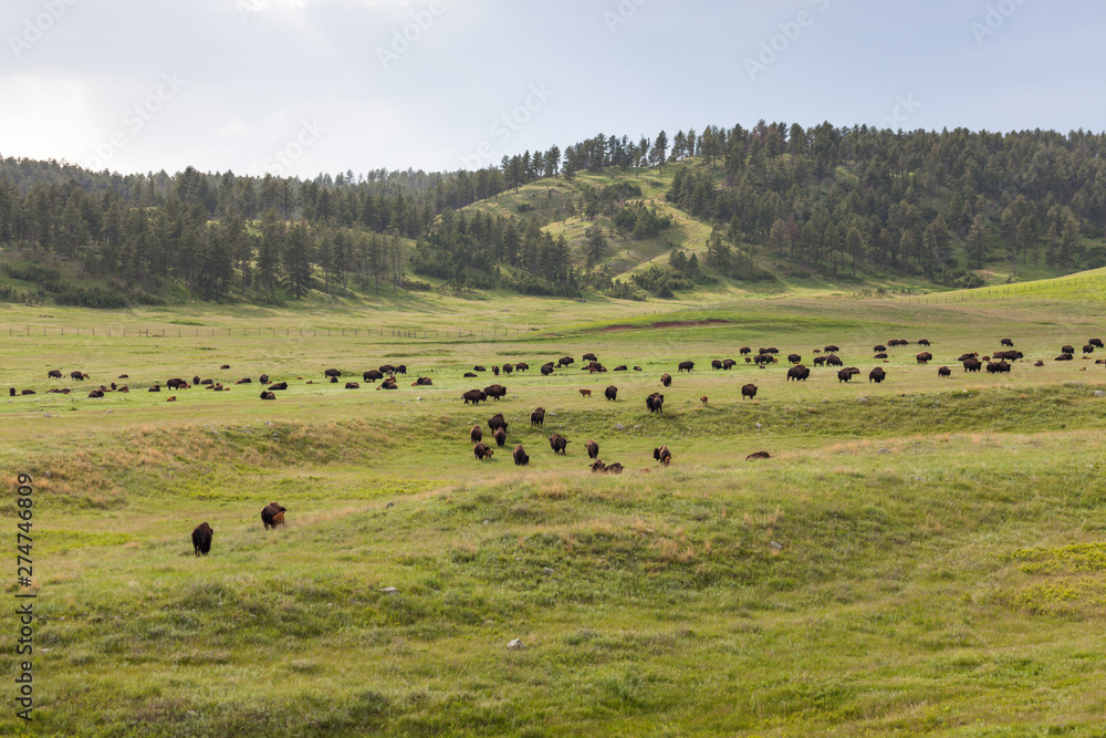 Bison Herd on the Prairie