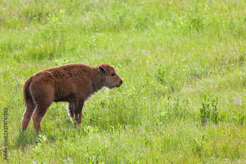 Baby Bison on a Hill