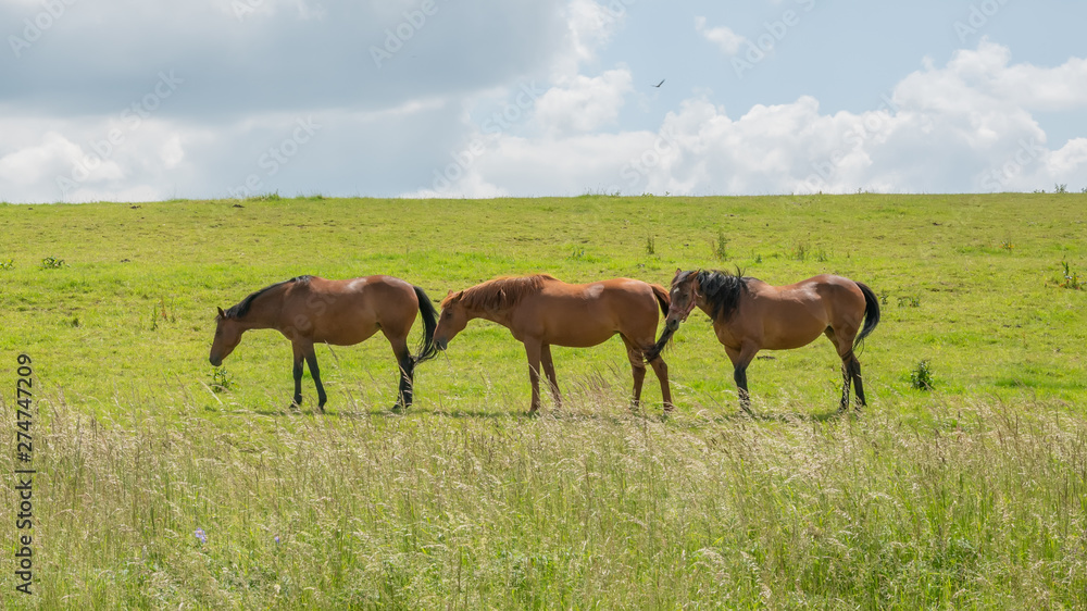 Three horses grazing on grasslands in the Cotswolds, Gloucestershire, United Kingdom Three horses grazing on grasslands in the Cotswolds, Gloucestershire, United Kingdom