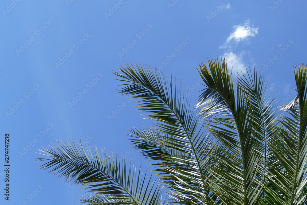 Background wallpaper with palm tree and blue sky Background wallpaper with palm tree and blue sky