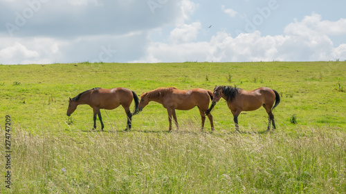 Three horses grazing on grasslands in the Cotswolds, Gloucestershire, United Kingdom