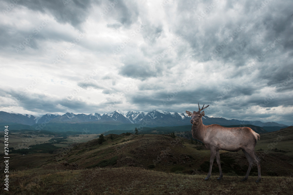 Maral deer in Kurai steppe and North-Chui ridge of Altai mountains, Russia. Cloud day. Panoramic picture Maral deer in Kurai steppe and North-Chui ridge of Altai mountains, Russia. Cloud day. Panoramic picture