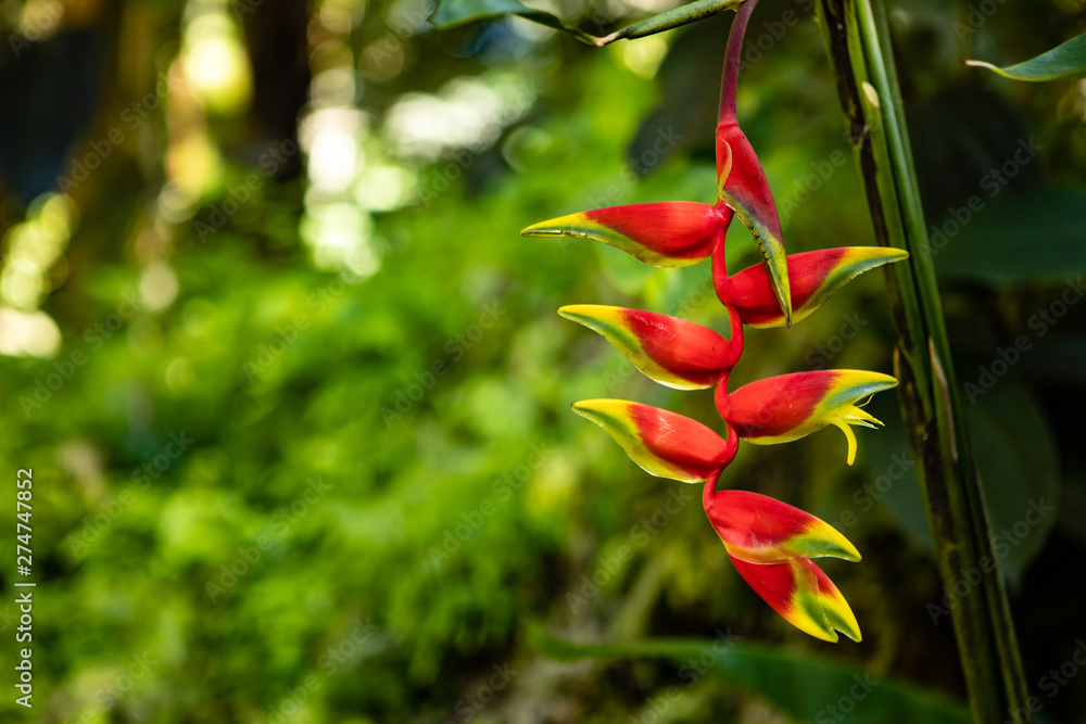 Red heliconia stricta flowers in Hawaiian botanical garden Red heliconia stricta flowers in Hawaiian botanical garden