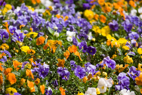 flowers composition 2