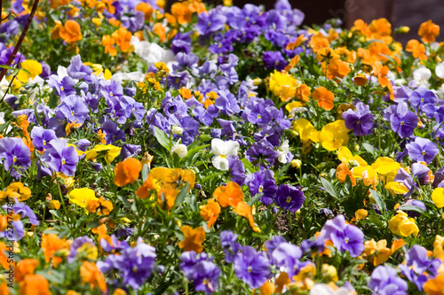 flowers composition 3