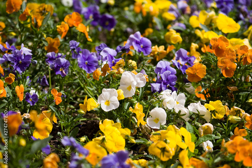 flowers composition 4
