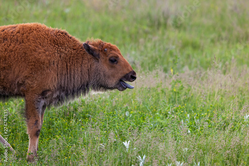 Panting Baby Bison