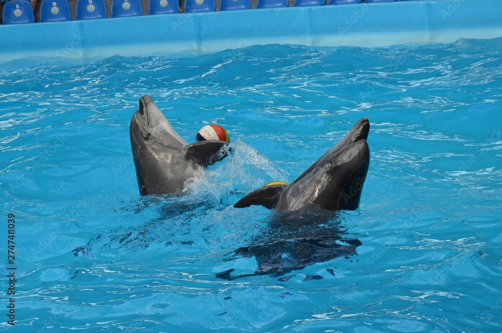 Obraz premium Dolphin