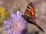 A butterfly with red wings collects nectar from flowers.