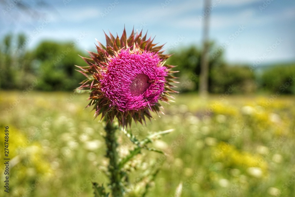 The steppe flower blooming in the meadow is thorny prickly. The steppe flower blooming in the meadow is thorny prickly.
