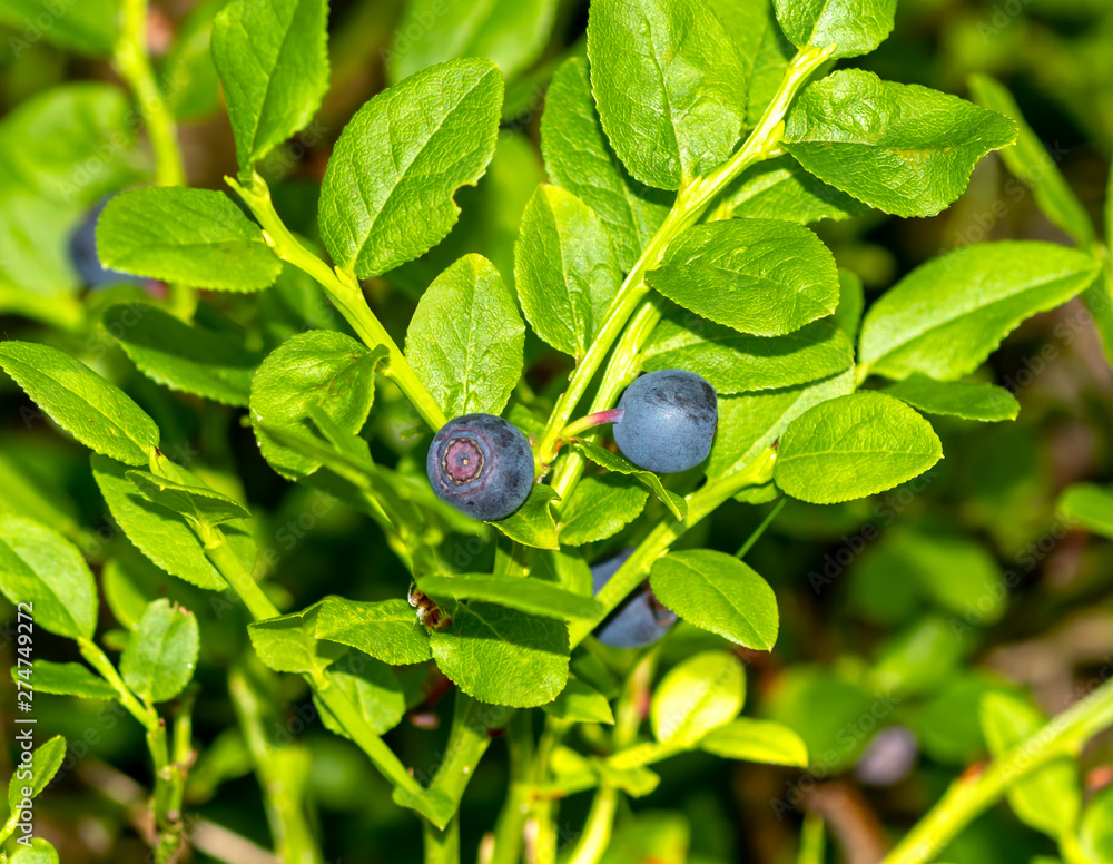 Wonderful tasty berries Blueberry. Macro Wonderful tasty berries Blueberry. Macro