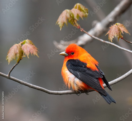 Colorful bird posing on a branch