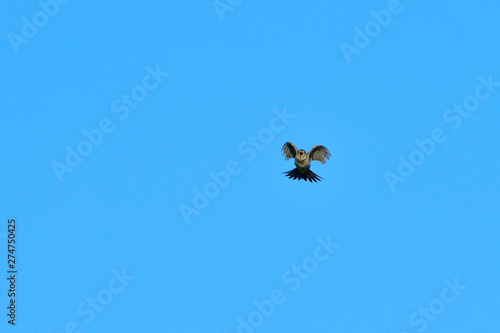 Singende Feldlerche im Flug