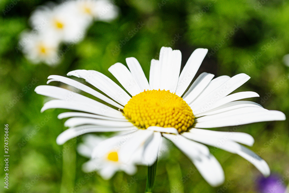Camomile flower on blurred background. Summertime Camomile flower on blurred background. Summertime