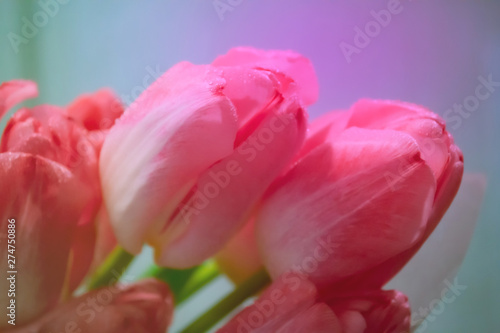 Red tulips flower on colorfulbackground. Macro photography.