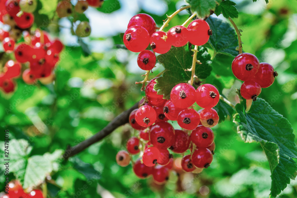 Redcurrant bush with berries in the garden. Macro photo