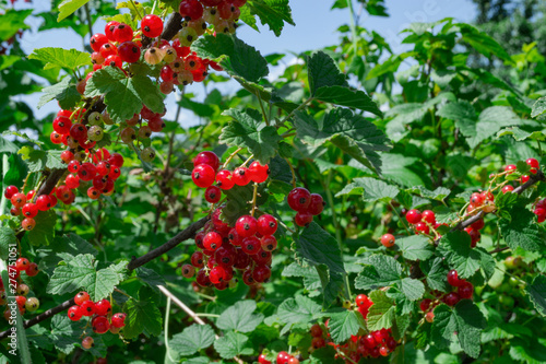 Redcurrant bushes with berries in the garden. Organic cultivation