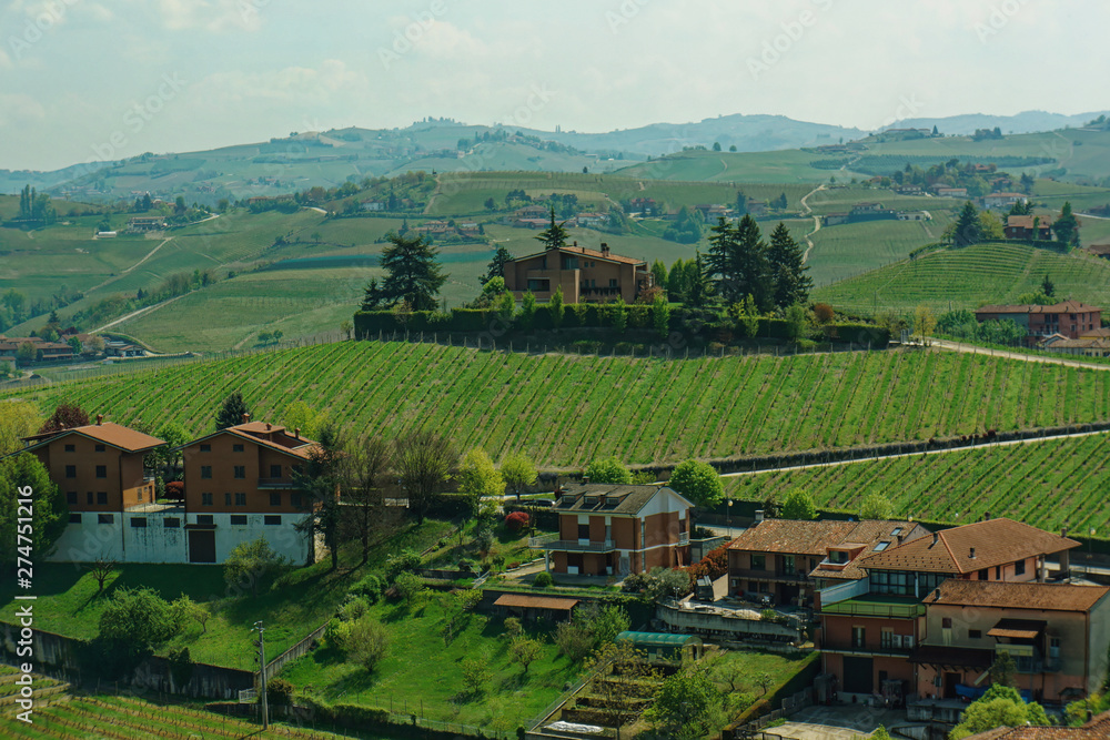 Piedmontese vineyards in late April