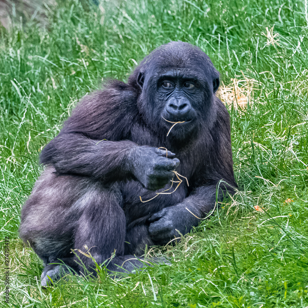 Gorilla, young monkey sitting in the grass, funny attitude
