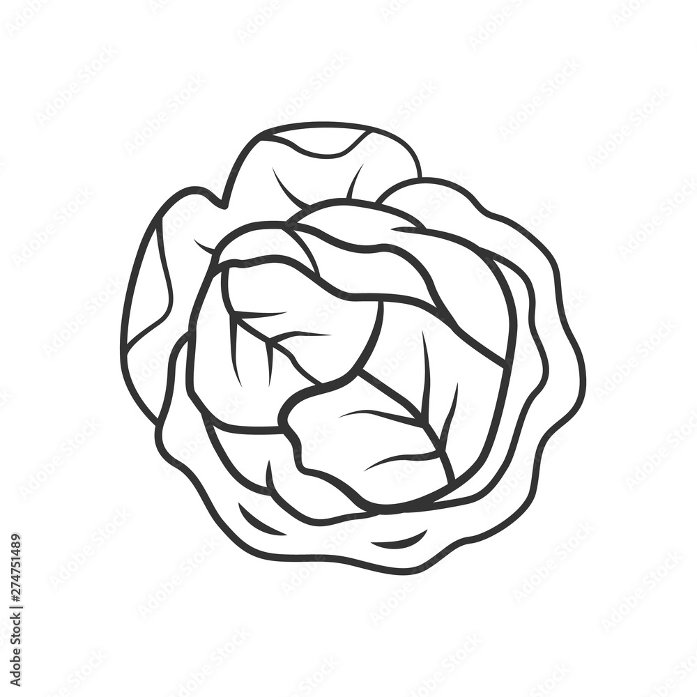 Cabbage linear icon Cabbage linear icon