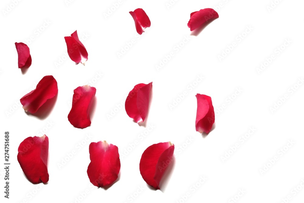 In selective focus of sweet red rose corollas on white isolated In selective focus of sweet red rose corollas on white isolated