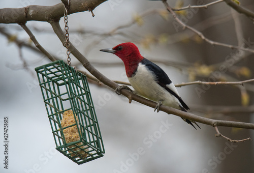 Colorful bird posing on a branch