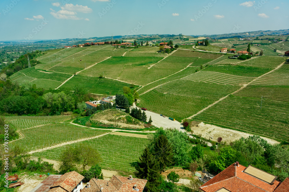 Piedmont vineyards in late April