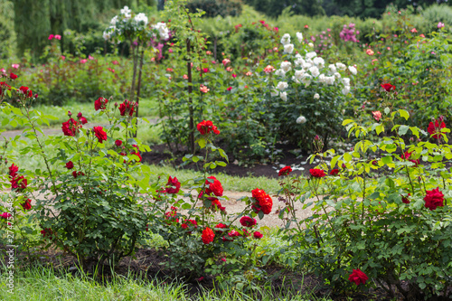 Bushes of red and white roses in the garden