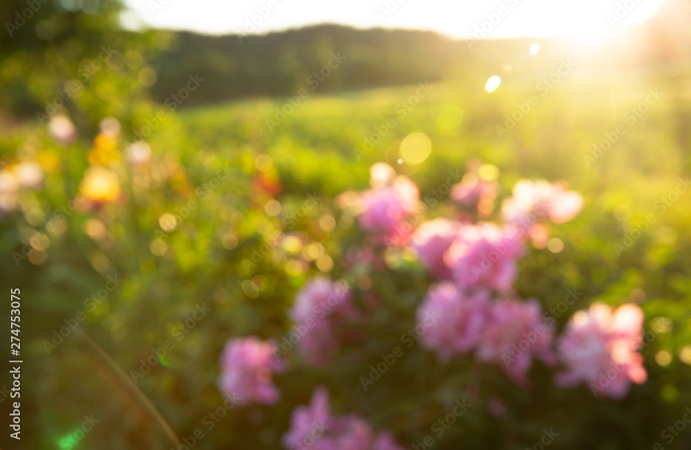Summer background. Abstract blurred bokeh of blossom flowers. Sunset time.
