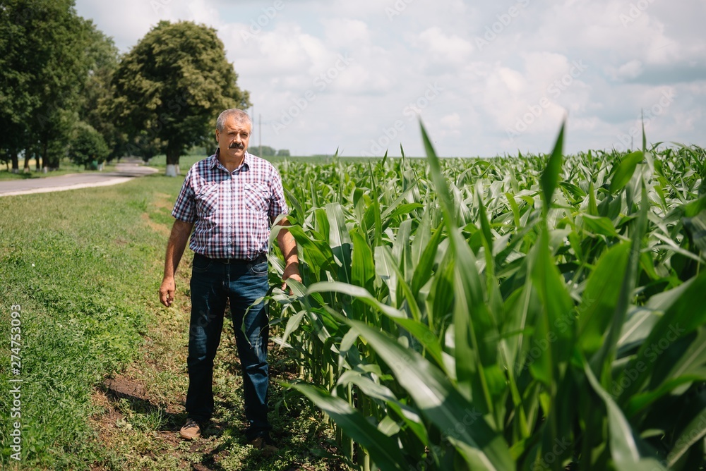 Fototapeta premium Adult farmer checking plants on his farm. agronomist holds tablet in the corn field and examining crops. Agribusiness concept. agricultural engineer standing in a corn field with a tablet.