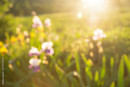 Summer background. Abstract blurred bokeh of blossom flowers. Sunset time. © Nitr
