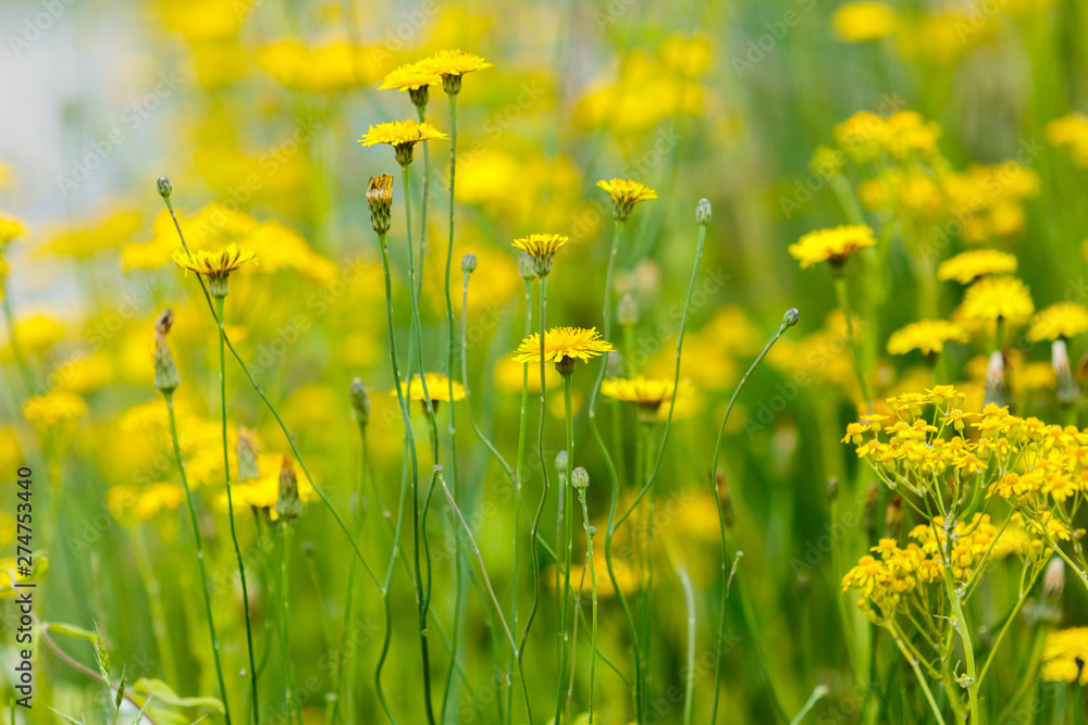 Fototapeta premium Yellow Wildflowers