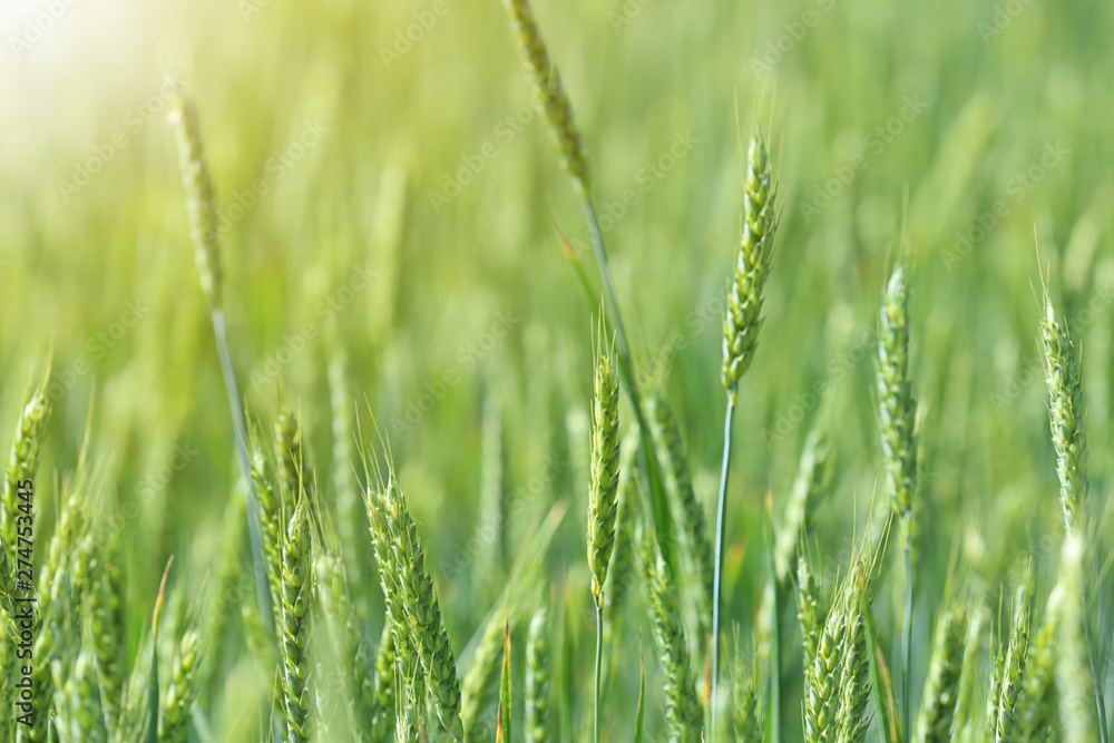 Wheat field on sunny day. Amazing nature in summer Wheat field on sunny day. Amazing nature in summer