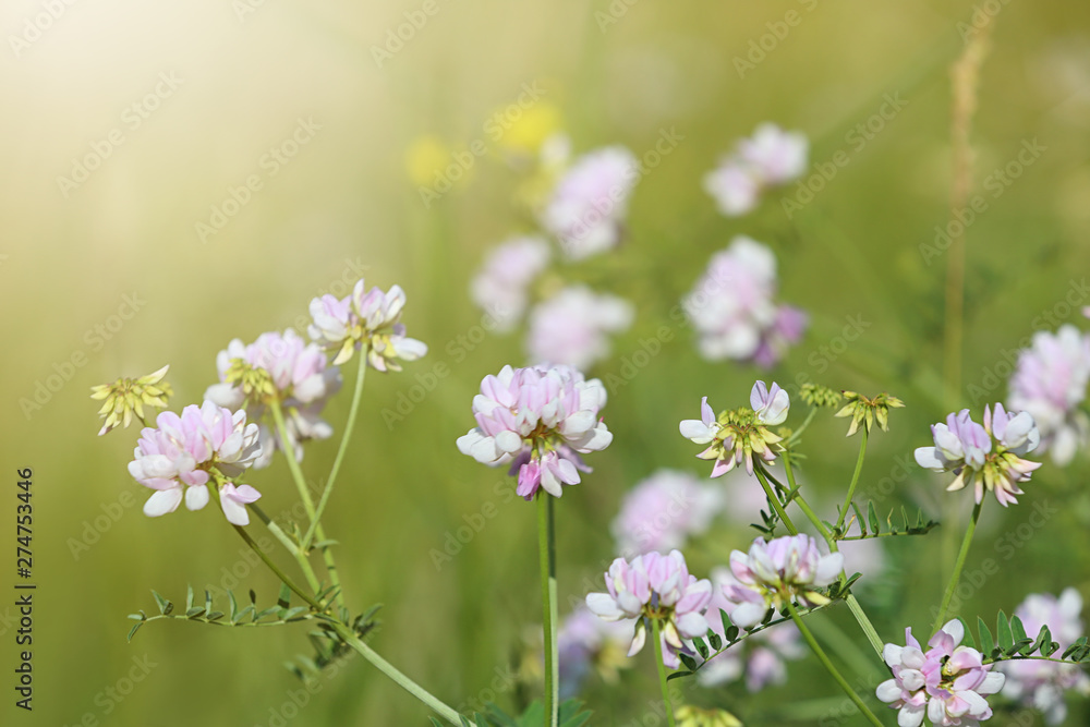 Beautiful wild flowers outdoors on sunny day. Amazing nature in summer Beautiful wild flowers outdoors on sunny day. Amazing nature in summer