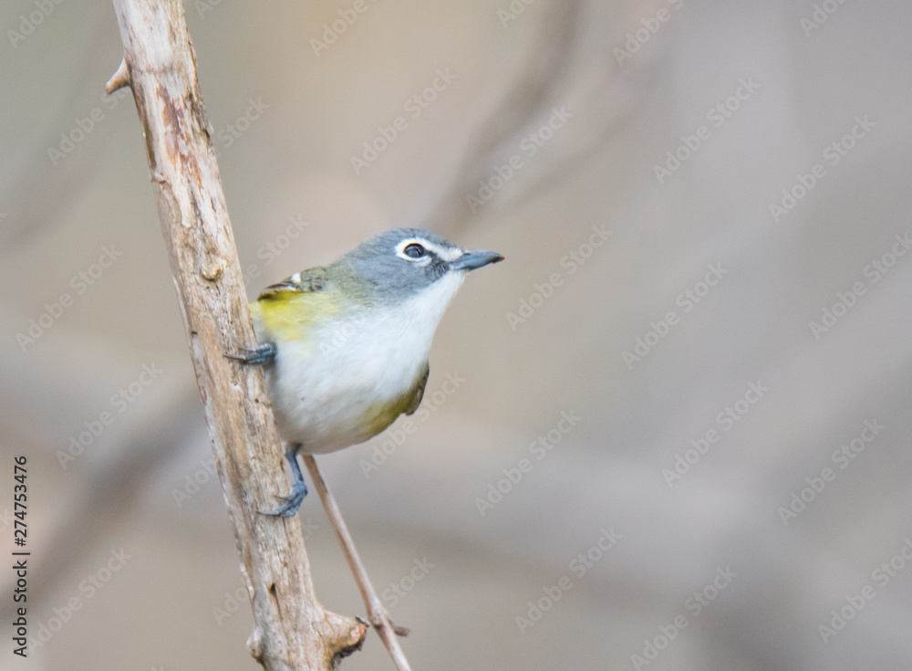 Fototapeta premium Colorful bird posing on a branch