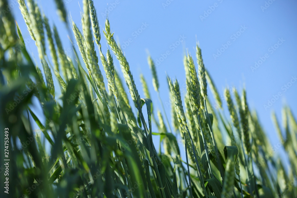 Wheat field on sunny day. Amazing nature in  summer