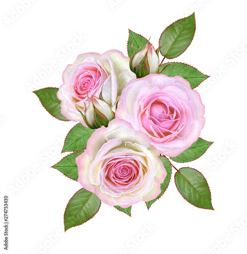 Flower composition. A bouquet of delicate pink roses  buds  green leaves. Isolated on white background.