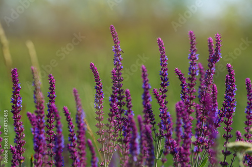 Beautiful wild flowers outdoors on sunny day. Amazing nature in summer