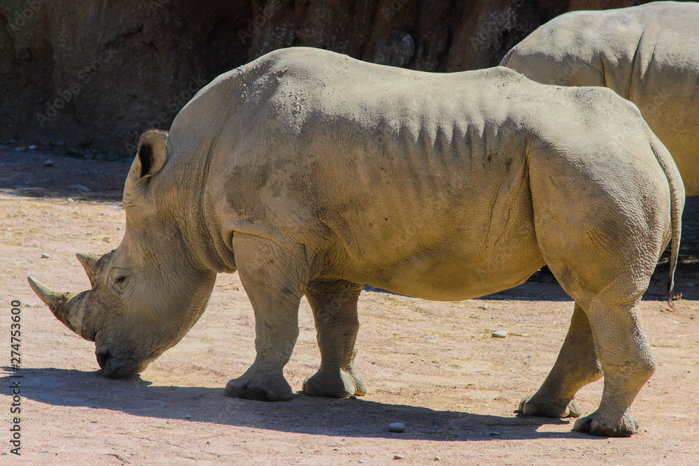 Fototapeta premium Black rhinoceros