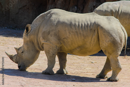 Black rhinoceros © Innet
