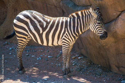 Zebra portrait
