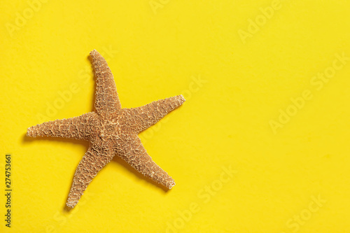 Beautiful starfish on color background, top view with space for text