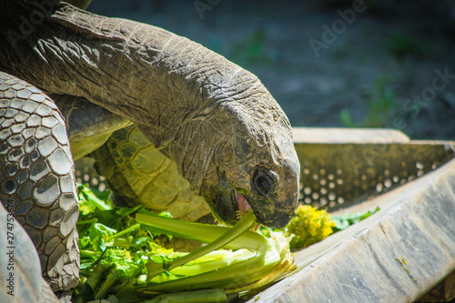 Turtle eating grass
