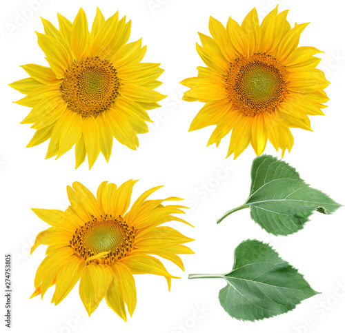 Flower composition. Flowers yellow sunflowers, green leaves. Isolated on white background.